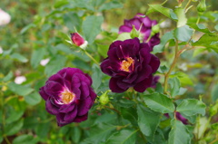 DSC08695