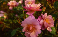 DSC08705