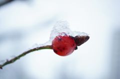 DSC01786