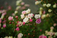 DSC08732