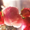 DSC04934