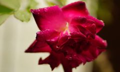 DSC04781