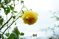 DSC08806