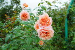 DSC08799