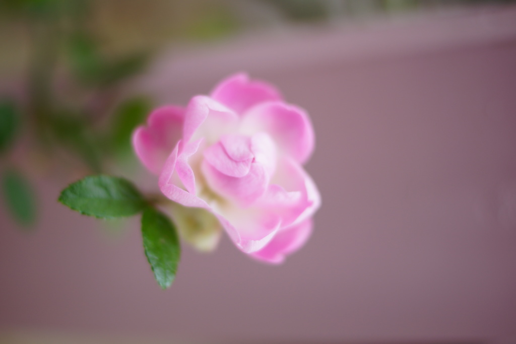 DSC00901