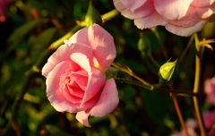 DSC08754