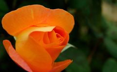 DSC08785