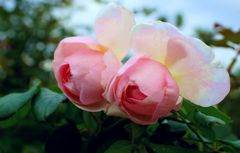 DSC08790