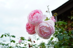 DSC08783