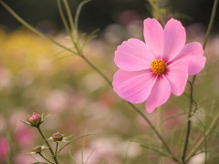 コスモスの花言葉