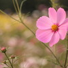 コスモスの花言葉