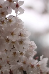 春雨に濡れる