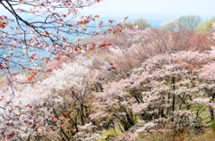 つくば山桜01