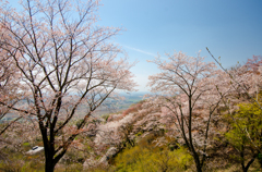 つくば山桜03