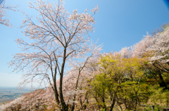 つくば山桜02