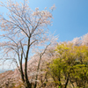 つくば山桜02