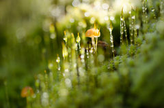 杉苔キノコ