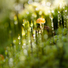 杉苔キノコ