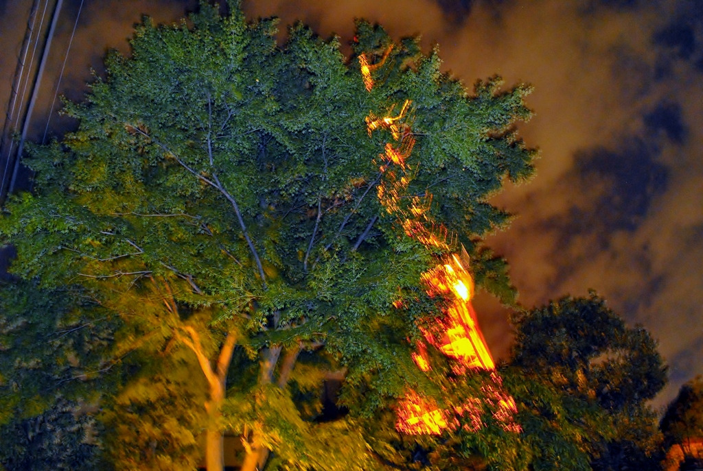 THE BONSAI