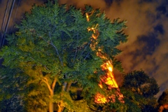 THE BONSAI
