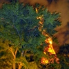 THE BONSAI