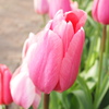 チューリップ-die Tulpen-