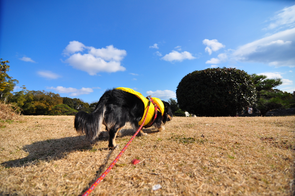こむぎ目線～お尻から失礼～　