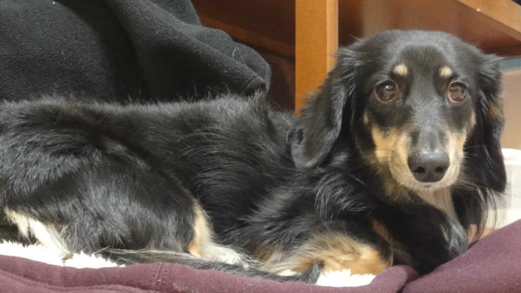 スフィンクスの横向きバージョン♪