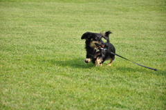 ラガー犬　Ⅰ