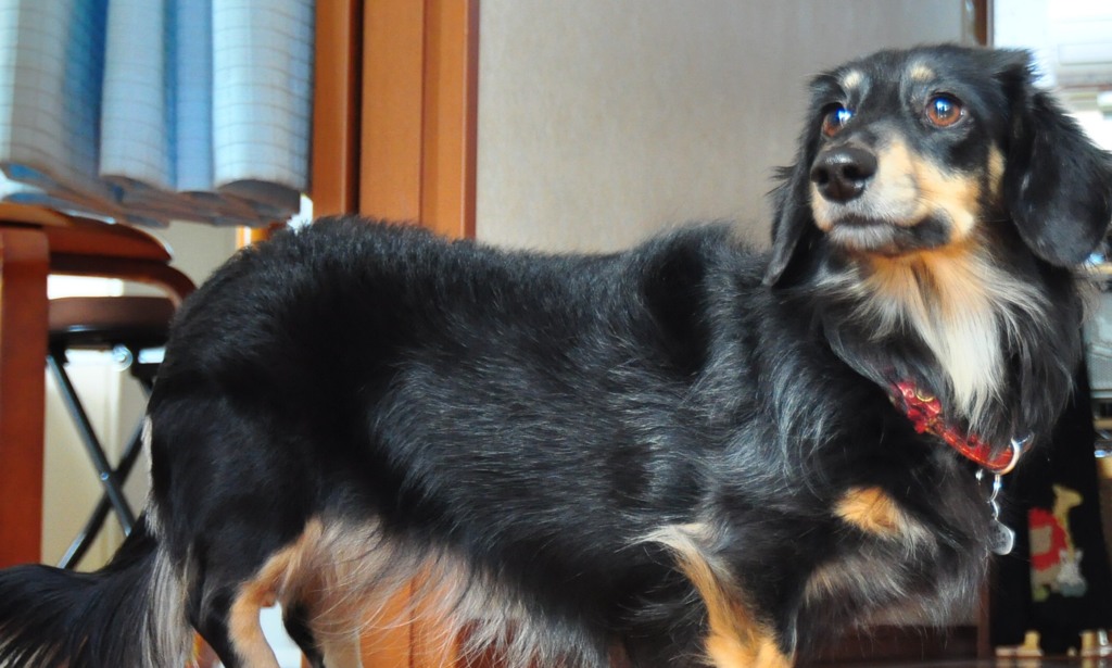 番犬！！