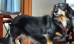番犬！！