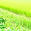 今となっては懐かしい緑の田んぼ