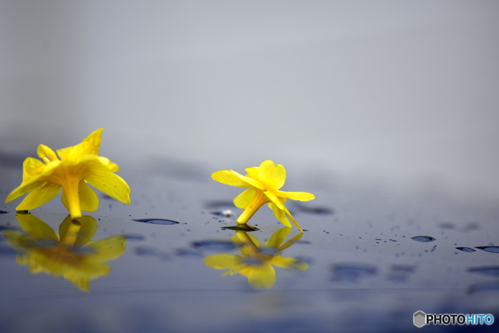 春の花を乗せて・・・