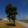 松の樹