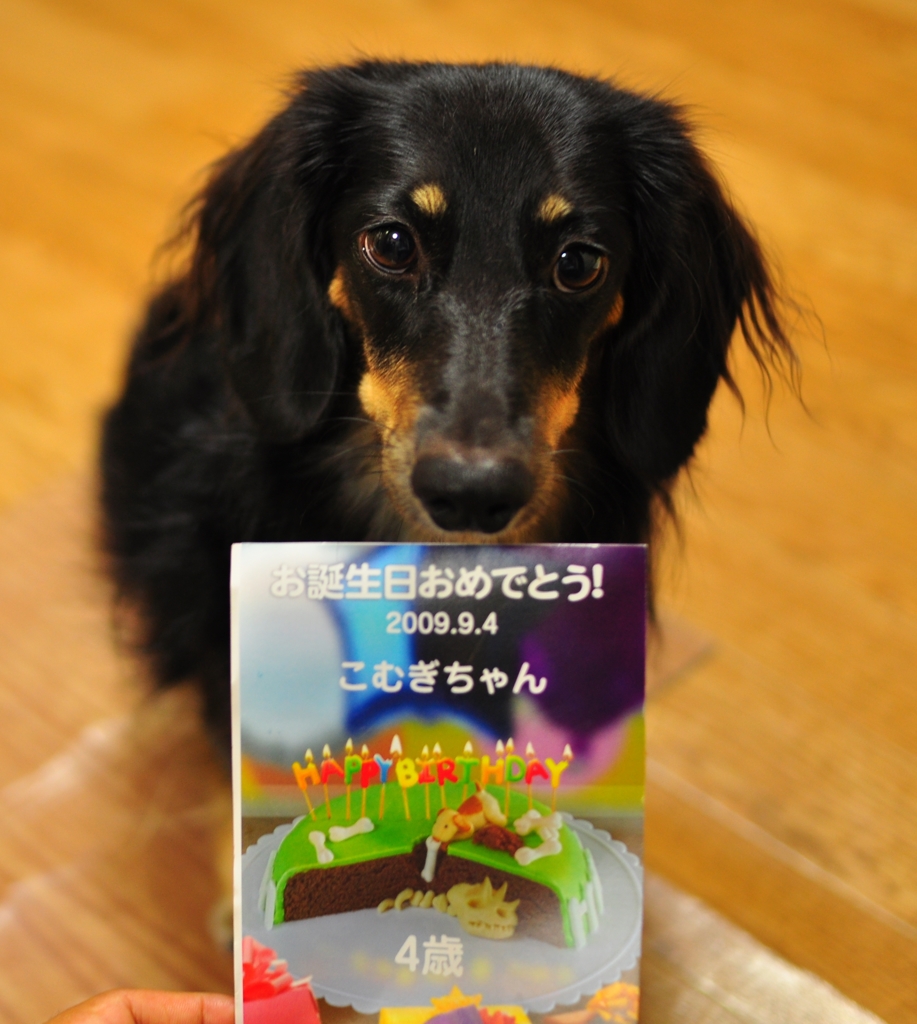 こむぎ　４歳