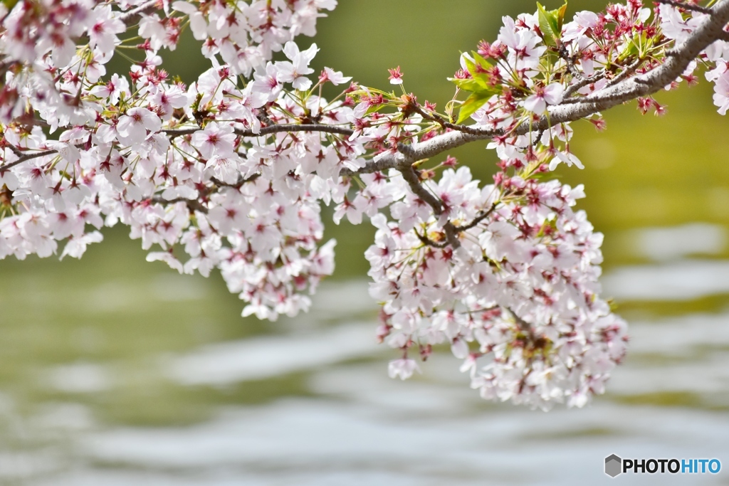 桜の季節