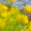 美しき花々