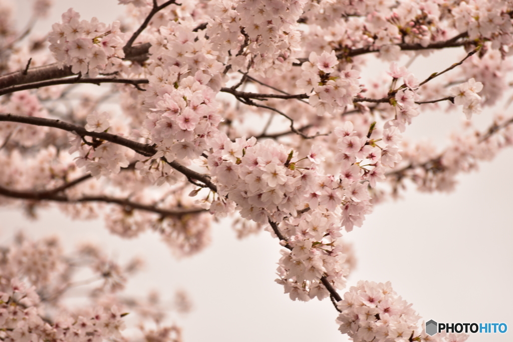 桜色の空