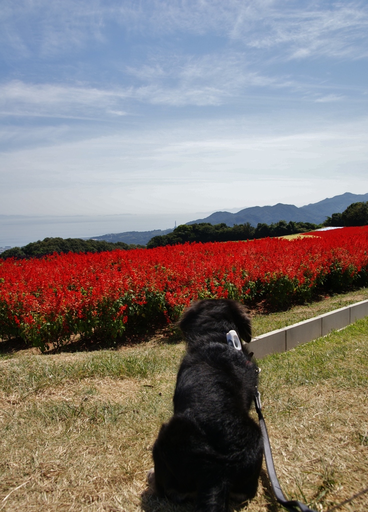 お花見