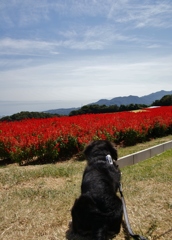 お花見