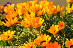 オレンジ色の花