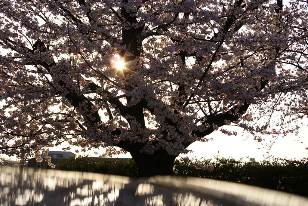 大きな桜の木の下で♪