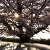 大きな桜の木の下で♪