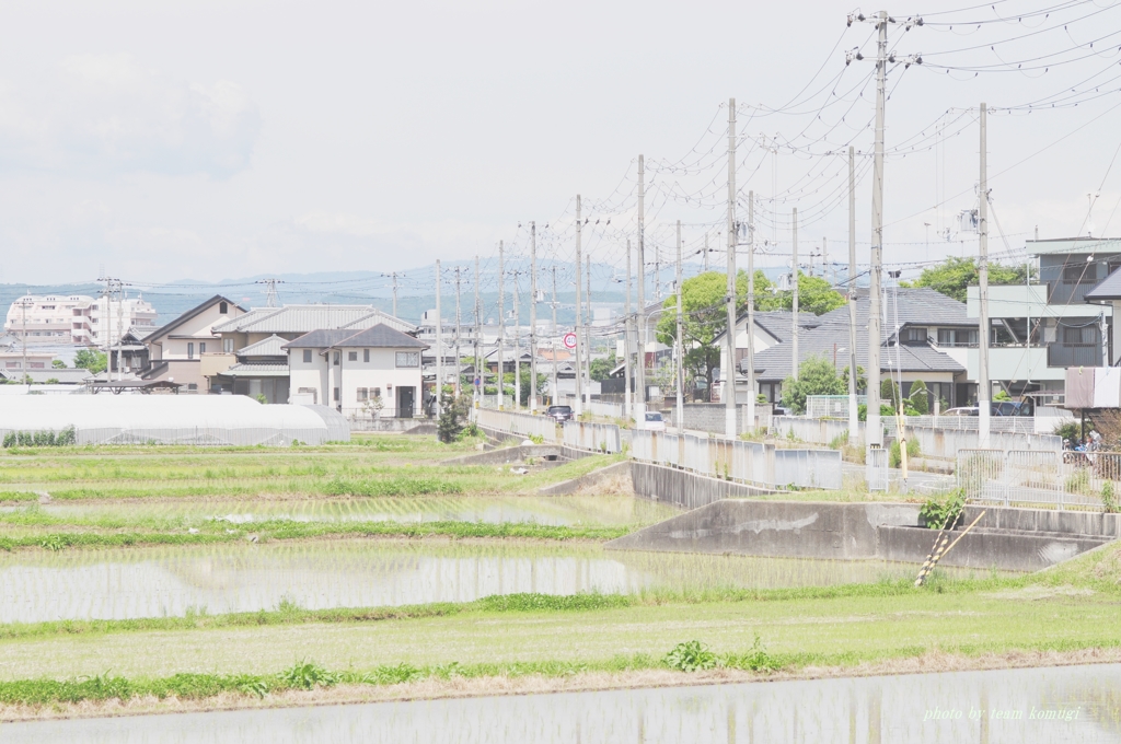 田んぼ道