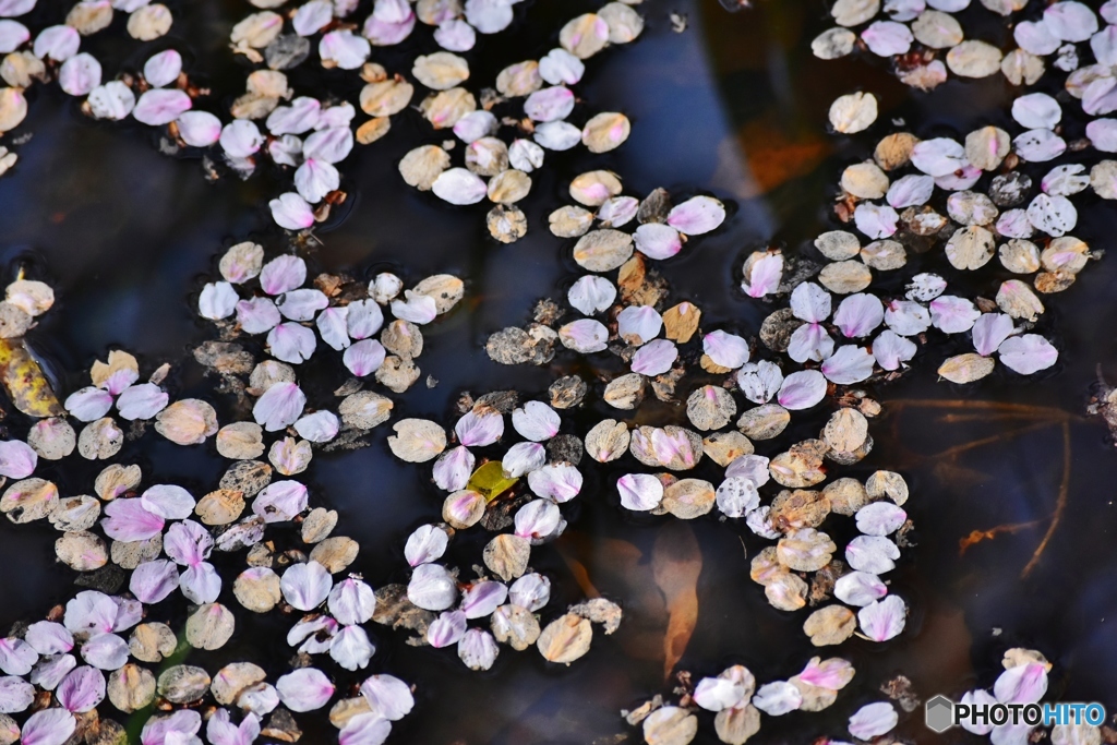 桜の花びら浮かんでる