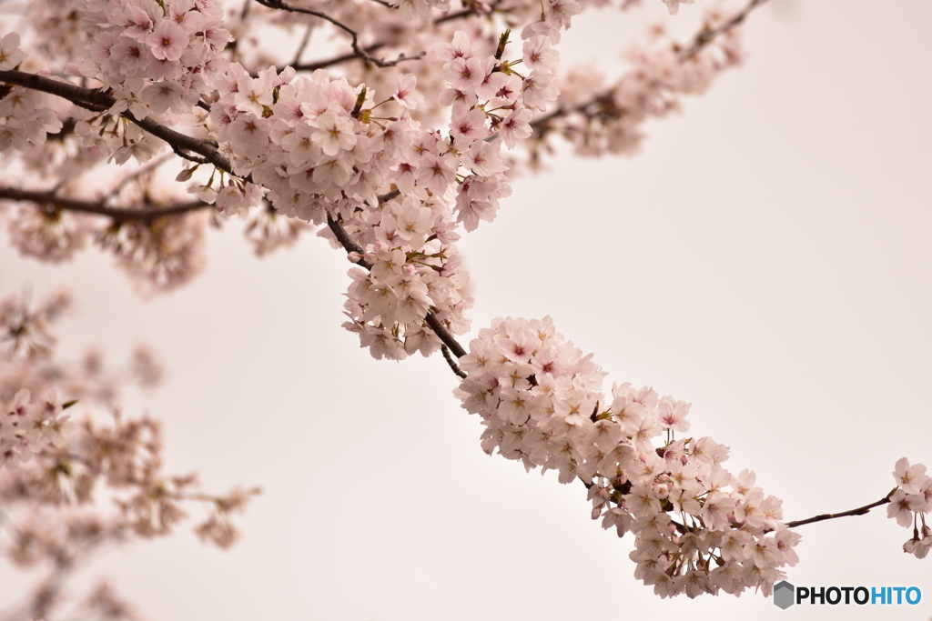 桜色の空