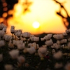 夕陽に向かって咲く