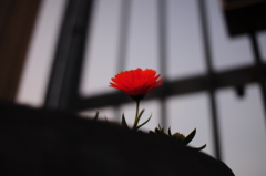 ＲＥＤ