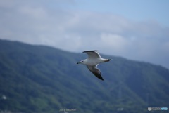 風に乗って