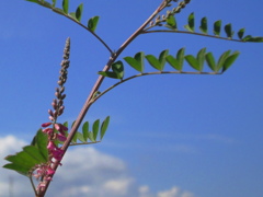 恋する植物